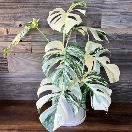 Monstera Albo Tissue Culture Grower's Choice