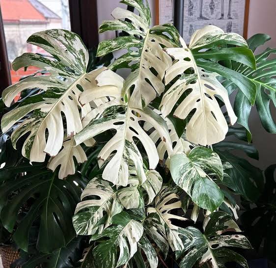 Monstera Albo Tissue Culture Grower's Choice
