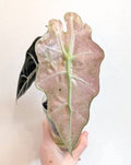 Alocasia Polly Pink Mint Tissue Culture Grower's Choice