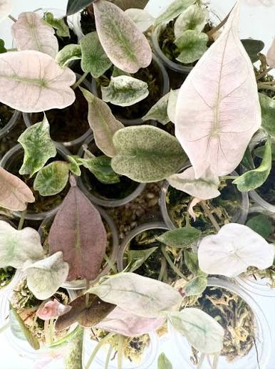 Alocasia Polly Pink Mint Tissue Culture Grower's Choice