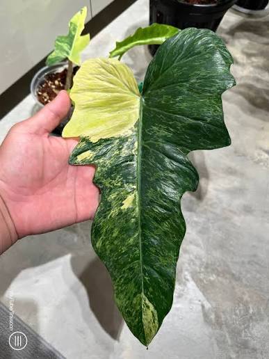 Philodendron Variegated Lime Fiddle Tissue Culture Grower's Choice