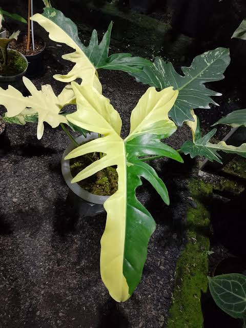 Philodendron Variegated Lime Fiddle Tissue Culture Grower's Choice