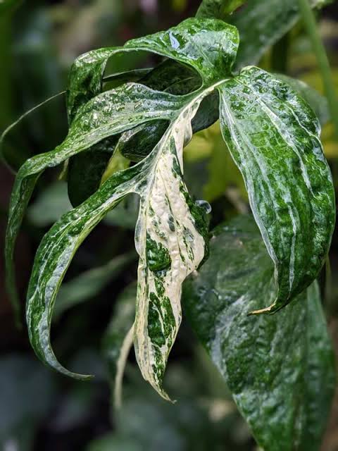Amydrium "Spider Man Monstera"  Blue VARIEGATED Tissue Culture Grower's Choice