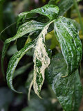 Amydrium "Spider Man Monstera"  Blue VARIEGATED Tissue Culture Grower's Choice