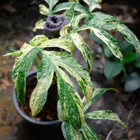 Amydrium "Spider Man Monstera"  Blue VARIEGATED Tissue Culture Grower's Choice