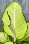 Dieffenbachia Avocado Tissue Culture Grower's Choice