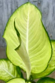 Dieffenbachia Avocado Tissue Culture Grower's Choice
