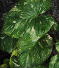 Homalomena Stardust Tissue Culture Grower's Choice