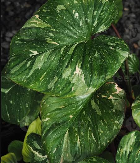 Homalomena Stardust Tissue Culture Grower's Choice