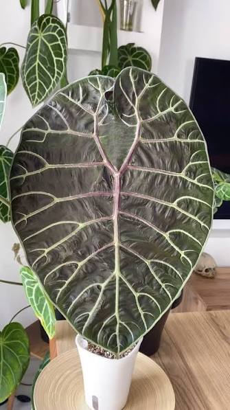 Alocasia doff Watsoniana Black Leaf Tissue Culture Grower's Choice