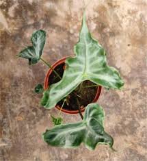 Alocasia Teletubies Tissue Culture Grower's Choice