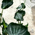 Alocasia Teletubies Tissue Culture Grower's Choice