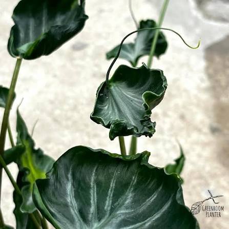 Alocasia Teletubies Tissue Culture Grower's Choice