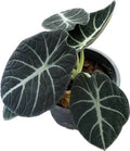Alocasia Ninja Tissue Culture Grower's Choice