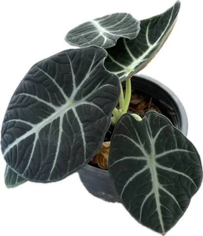 Alocasia Ninja Tissue Culture Grower's Choice