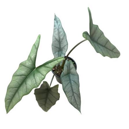 Alocasia Metallic Blue Tissue Culture Grower's Choice