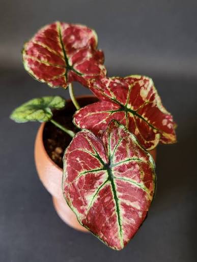 Caladium Fire Phoenix Tissue Culture Grower's Choice
