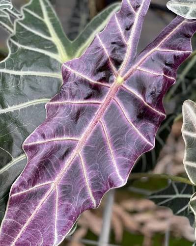 Alocasia Amazonia 'Purpley' Tissue Culture Grower's Choice