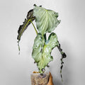 Alocasia Venom Tissue Culture Grower's Choice