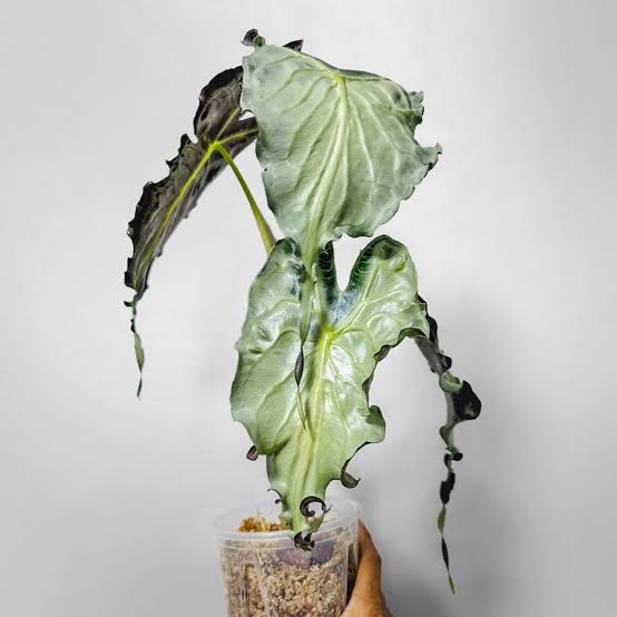 Alocasia Venom Tissue Culture Grower's Choice