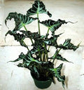 Alocasia Loco Tissue Culture Grower's Choice