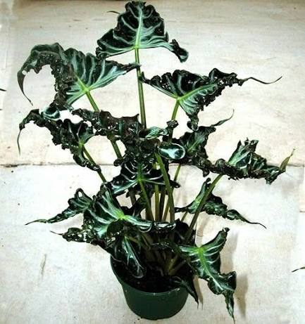 Alocasia Loco Tissue Culture Grower's Choice