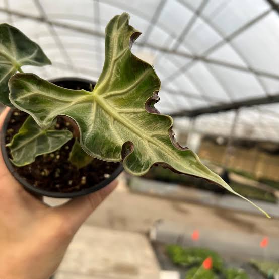 Alocasia Loco Tissue Culture Grower's Choice