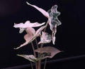 Alocasia Pink Nobilis Tissue Culture Grower's Choice