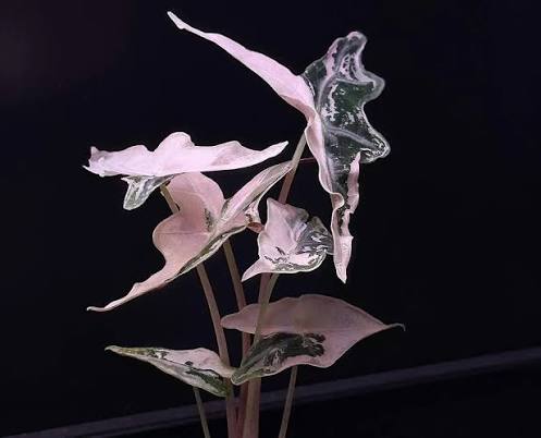 Alocasia Pink Nobilis Tissue Culture Grower's Choice