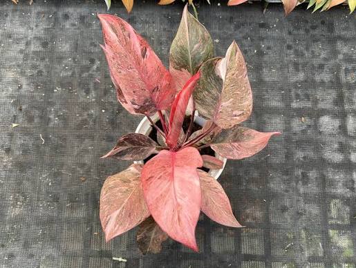 Philodendron Fire Phoenix Tissue Culture Grower's Choice