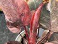 Philodendron Fire Phoenix Tissue Culture Grower's Choice