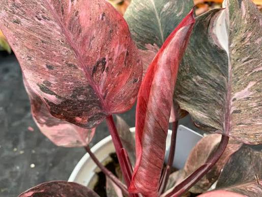 Philodendron Fire Phoenix Tissue Culture Grower's Choice