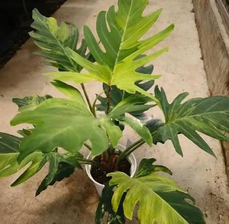 Philodendron Olympiad Variegated Tissue Culture Grower's Choice