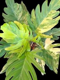 Philodendron Olympiad Variegated Tissue Culture Grower's Choice