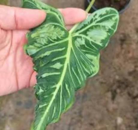 Alocasia Emerald Tide Tissue Culture Grower's Choice