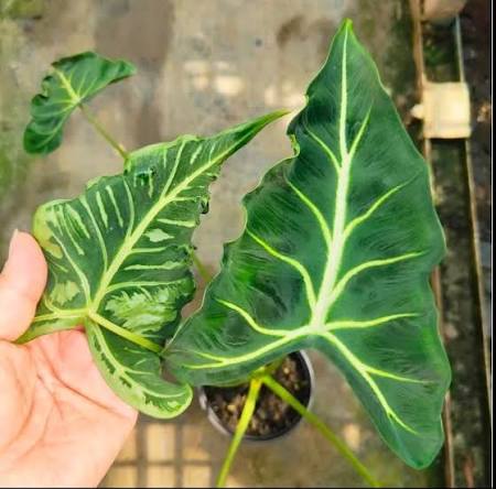 Alocasia Emerald Tide Tissue Culture Grower's Choice