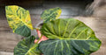 Alocasia Regal Shield Aurea Var. Tissue Culture Grower's Choice