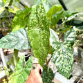 Alocasia Shattered Glass Tissue Culture Grower's Choice