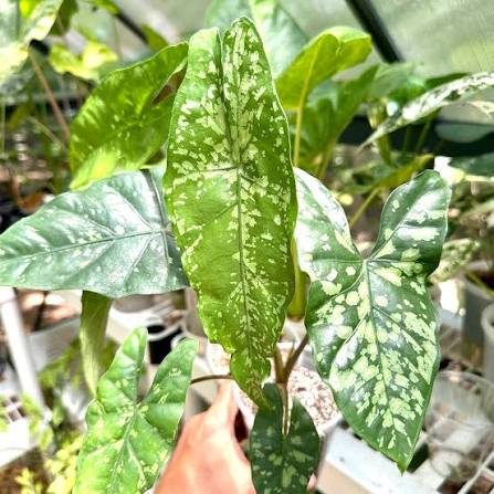 Alocasia Shattered Glass Tissue Culture Grower's Choice