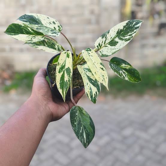 Philodendron Emerald Queen Variegated Tissue Culture Grower's Choice