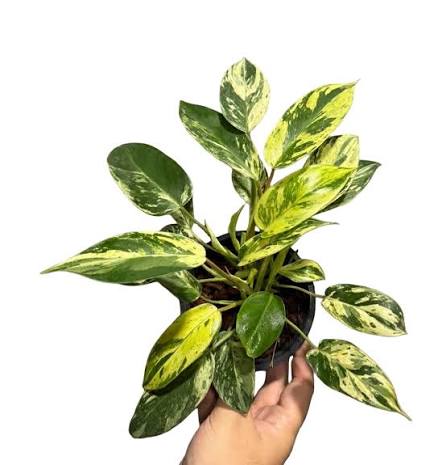 Philodendron Emerald Queen Variegated Tissue Culture Grower's Choice