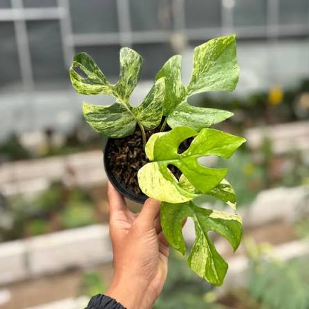 Raphidophora 'Tetrasperma Variegated' Tissue Culture Grower's Choice