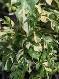 Raphidophora 'Tetrasperma Variegated' Tissue Culture Grower's Choice