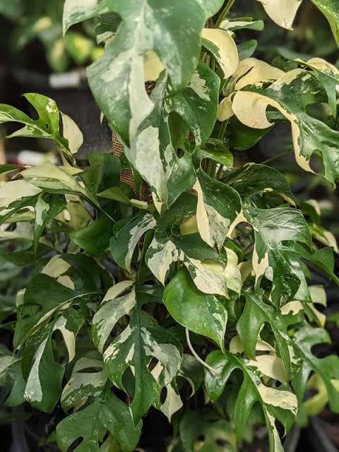 Raphidophora 'Tetrasperma Variegated' Tissue Culture Grower's Choice