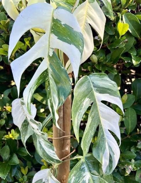 Epipremnum Giganteum Marble Variegated Tissue Culture Grower's Choice