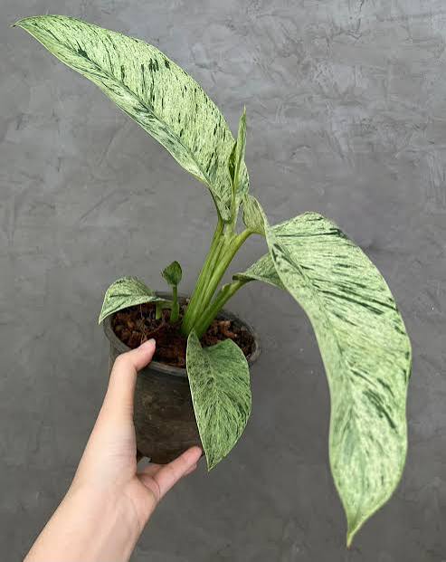 Epipremnum Giganteum Marble Variegated Tissue Culture Grower's Choice