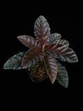 Ardisia Black Blood Tissue Culture Grower's Choice