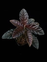 Ardisia Black Blood Tissue Culture Grower's Choice