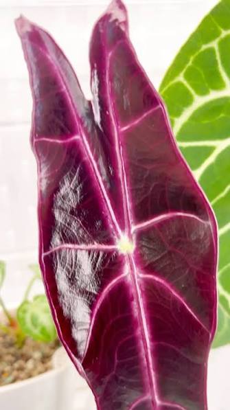 Alocasia Longiloba Purple Prince Tissue Culture Grower's Choice