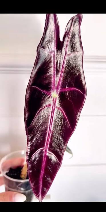 Alocasia Longiloba Purple Prince Tissue Culture Grower's Choice